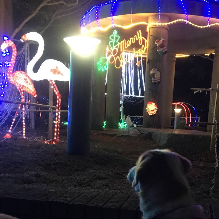 485e1d7c 06b3 4475 b0f7 ac2412808fae 1514018703839