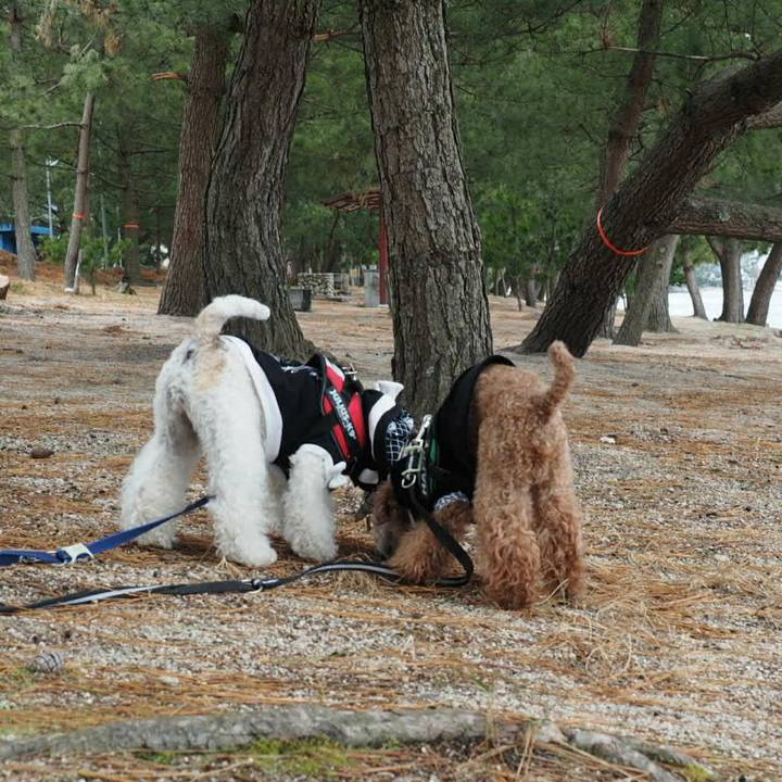 48610ea4 2aca 4158 b1c2 501a9a1cfa98 1515480466855