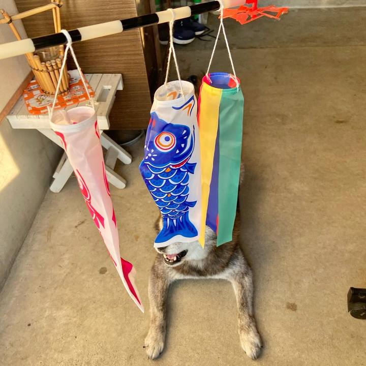 486762ee 99fc 44ce 9d0a dd1b581724d9 1714900333988