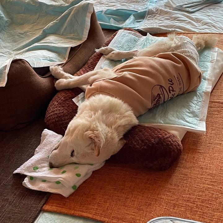 486c2412 66c3 4731 b168 a7731b378e03 1668940537958