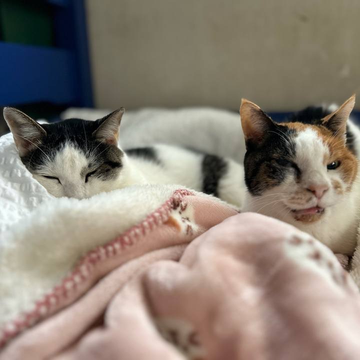 486dc8de e8fb 45c9 b6f6 665a6191f538 1732148372261