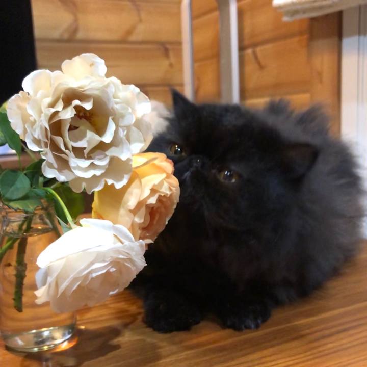 486f87a6 0b17 4329 98a7 49d124bf4606 1560342261932