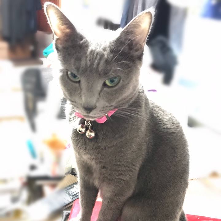 4874a835 a7d9 4c88 80ff c0c0f2eb5683 1542595561254