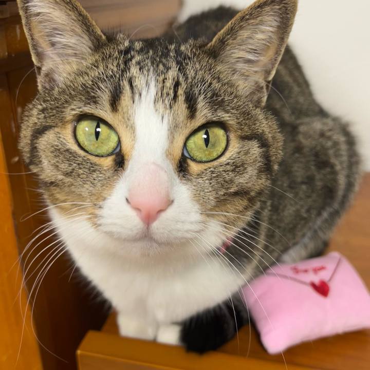 487a6fff 889f 4fc9 96c6 61d37393781b 1771052445218