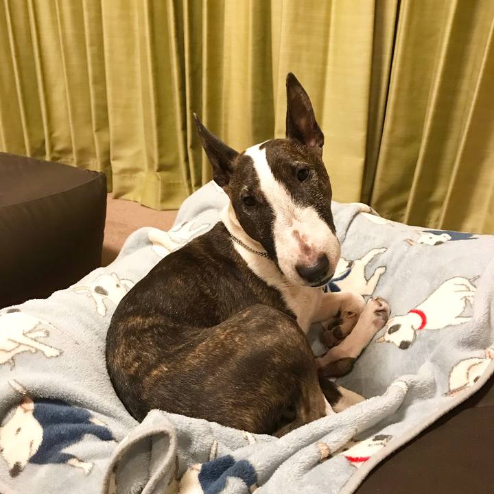 487ddadc 6683 4646 b6cf 8ba9d75f1338 1513426113501