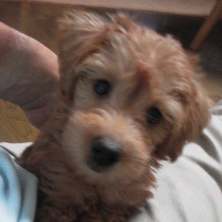 487f5bf9 1cba 4681 8f24 92726c89f2d2 1619004454587