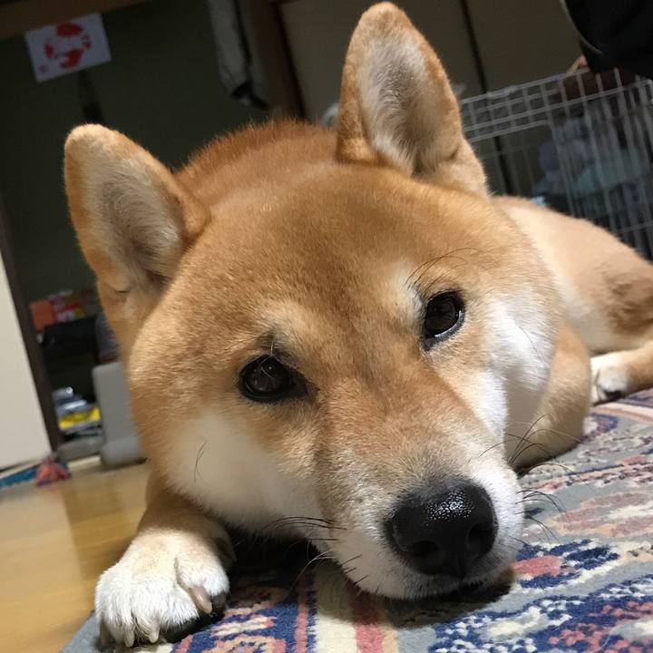 48826914 dd0e 448a 9cbf e01a00f78034 1550581784926