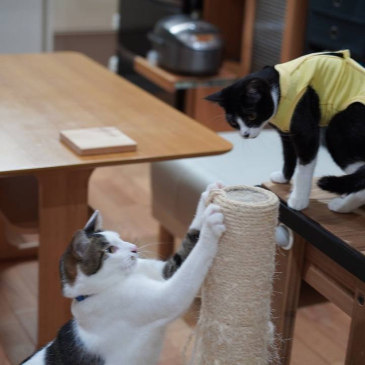 4889a9c4 a0e8 40ba a9e6 f3610f80bd12 1579131962301