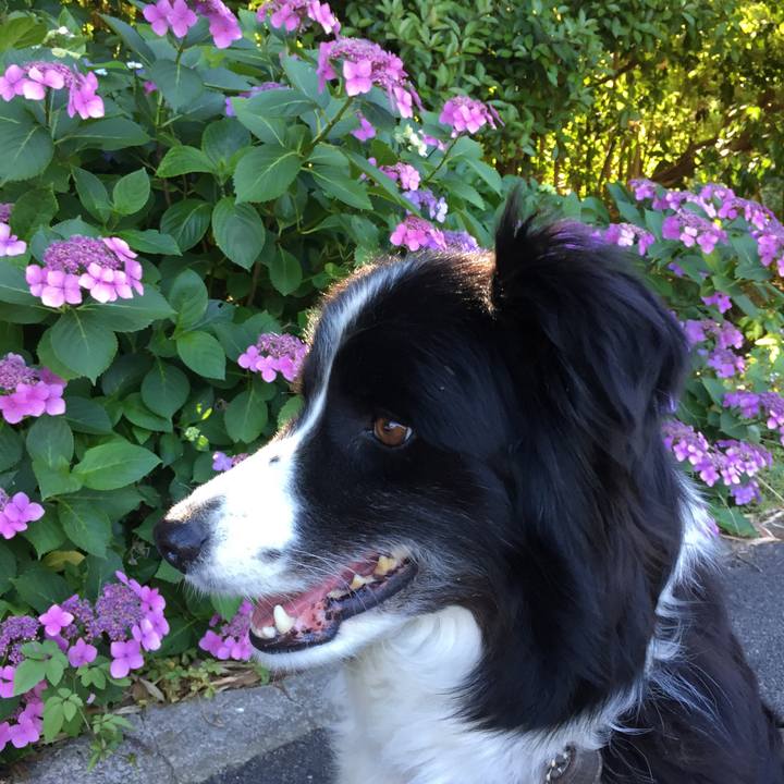 488d8662 bbf2 4869 8ed9 6ab4e68c83aa 1561375714316