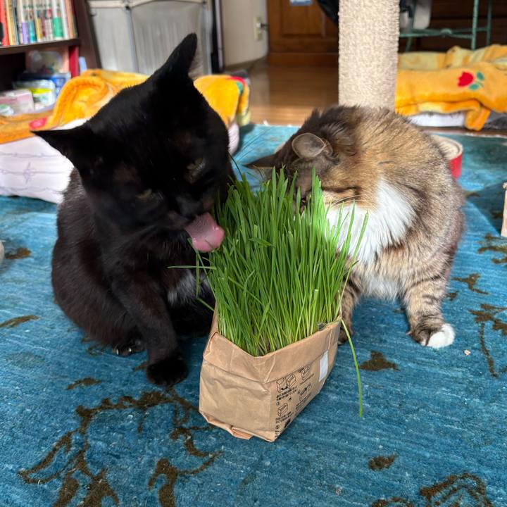 4893da1c 0d6c 4bfd 8889 54b9303a6b88 1769486874990