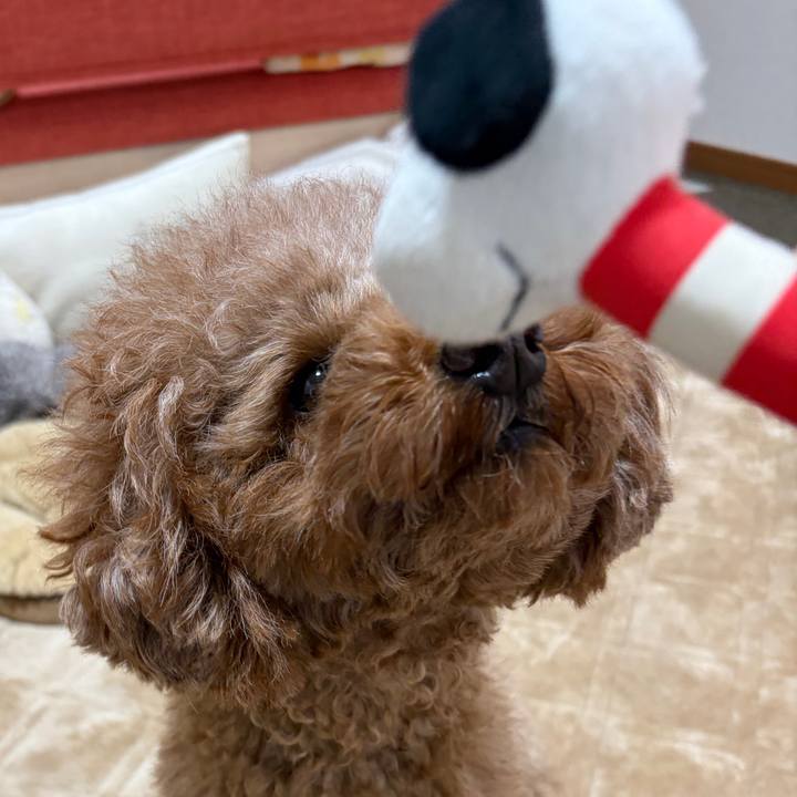 4895d819 c85f 41c5 b1e9 091cde2c62d7 1765408858163