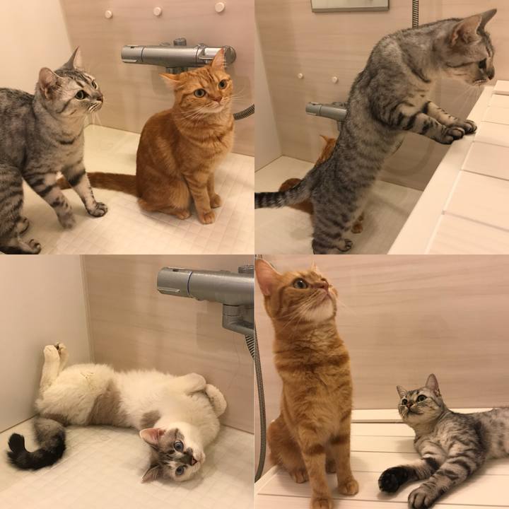 48967054 403e 40d2 b204 a6eca2236a8e 1538909143118