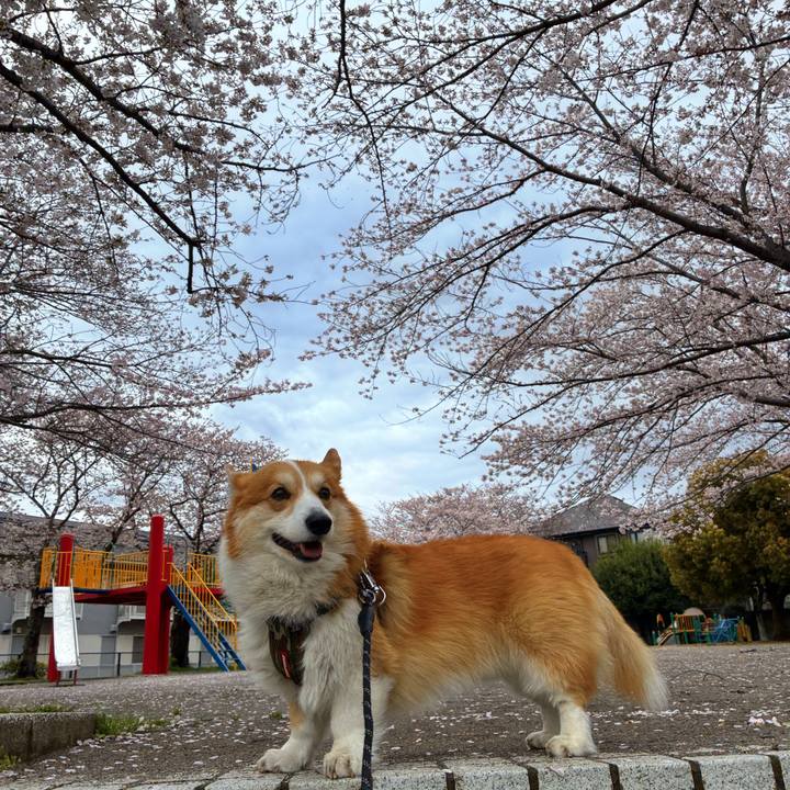 489bca8d a00e 4609 bf4e 6e8b3c2f4e5e 1775003418568