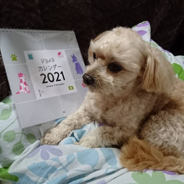 489cab4a 8bc4 48ee adfa 9586005fa012 1605786540524