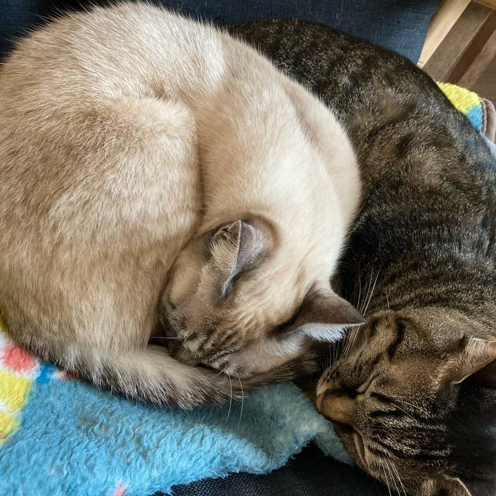 489d5544 1803 4a56 8a8b f6f04a0a6da8 1606691590032