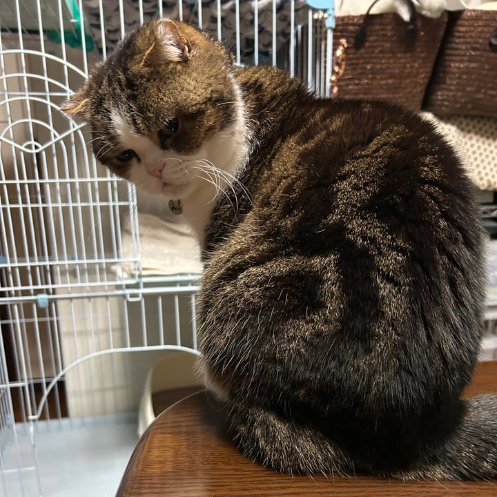 48a2fbc2 9966 457c 8077 95ba77e08fee 1773781065255