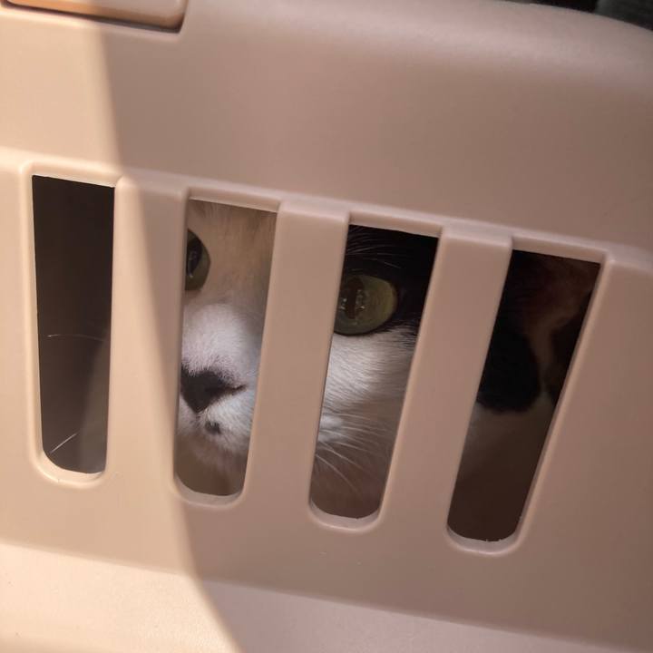 48a34201 cc17 4271 907f b925737b0eda 1759203213011