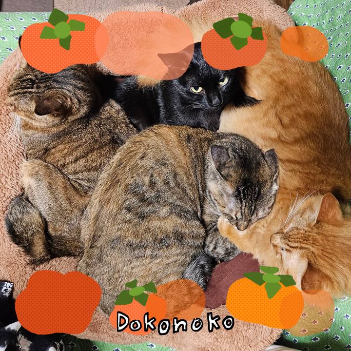 48a94d30 4198 4fdc 9de5 99b844583df1 1761138688076