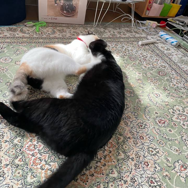 48aaa771 cf63 478d 85f0 6362e9ba028c 1720526956839