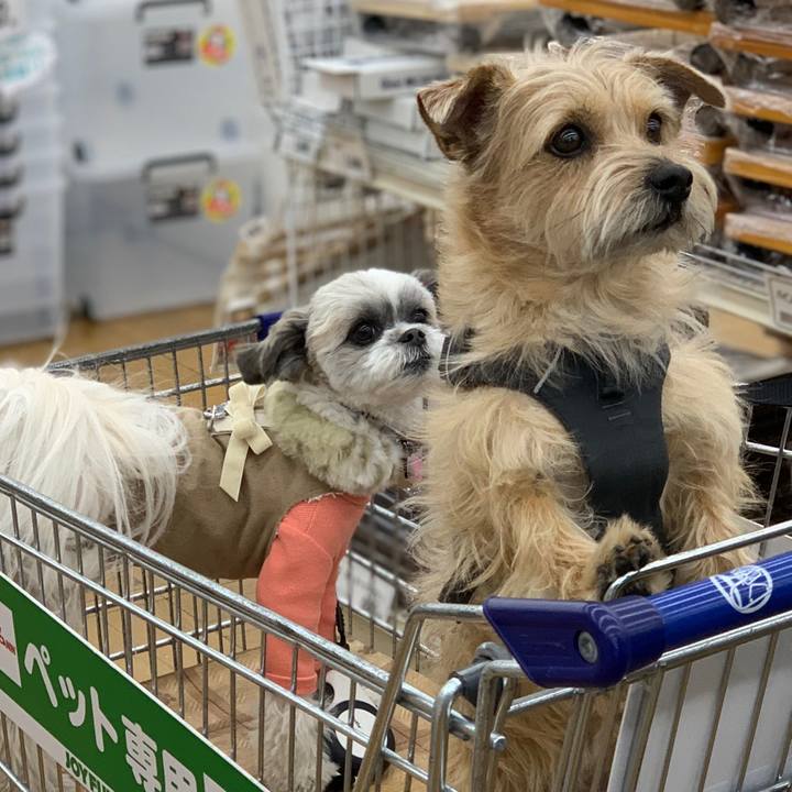 48af4982 6310 4855 b034 ad6c00a6e88e 1548320849579