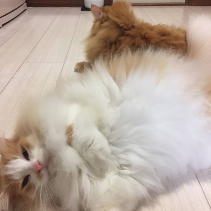 48b07f30 07fc 4fef ad67 077eeba898f5 1543098088517