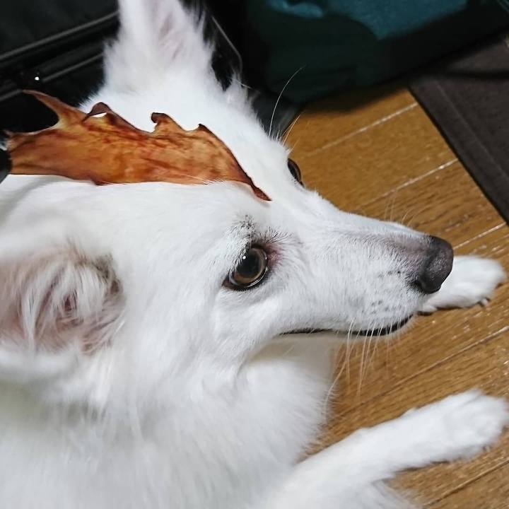 48b17760 ecf4 48f3 a9ef d27ca4a88301 1571666675134