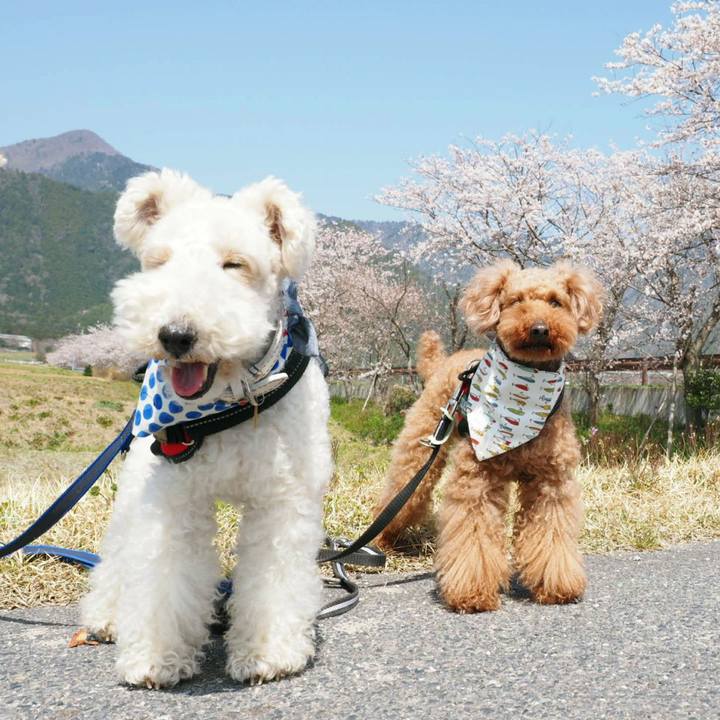 48b66bc8 b35e 4e1b a5f8 ded9459643c9 1522734787779