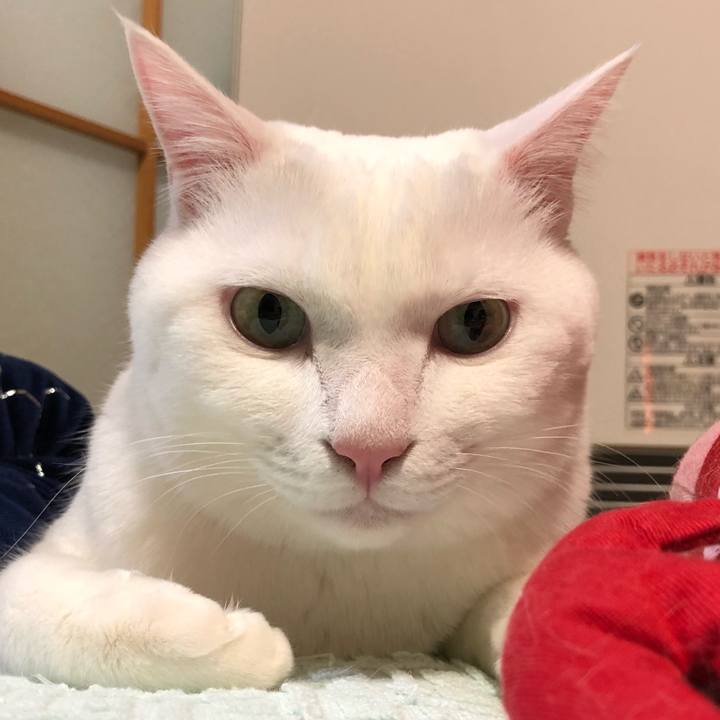 48bb463f 664e 48bf 953c 5dd41cedd1a7 1543671930921