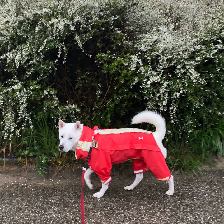 48c0e04b 8493 40e3 a1fa 1766b4c934c9 1552180831526