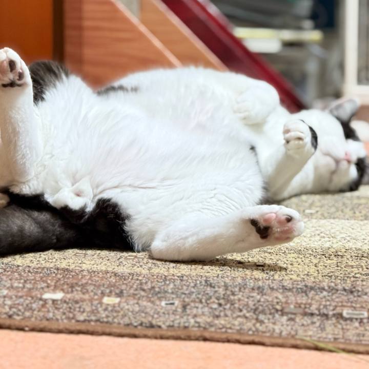 48c12011 7359 474c 8ab9 44ef4c606a94 1762737348150