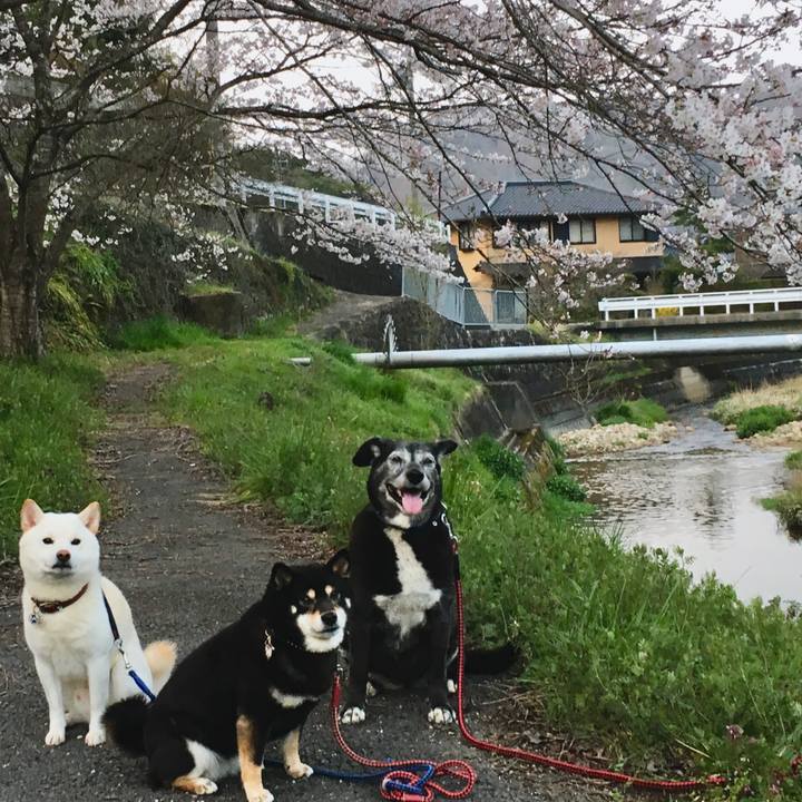 48c312e0 3e34 474a b7db 65173fd39737 1554545073101