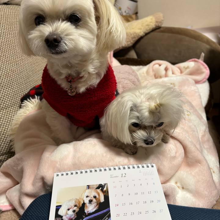 48c3b0a8 105e 41ee 9e9f 225eaa82bfb9 1735543946877