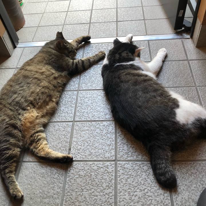 48c3e4cf 6caf 42d9 99a0 2de39bc981e4 1530273895574