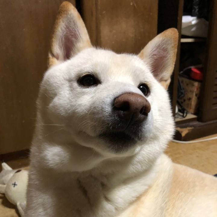 48c413f3 384d 47a4 ac43 664026bb5775 1604758884986