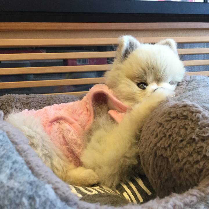 48c47633 743a 43de 8082 27ec03f2bcc4 1517497002284