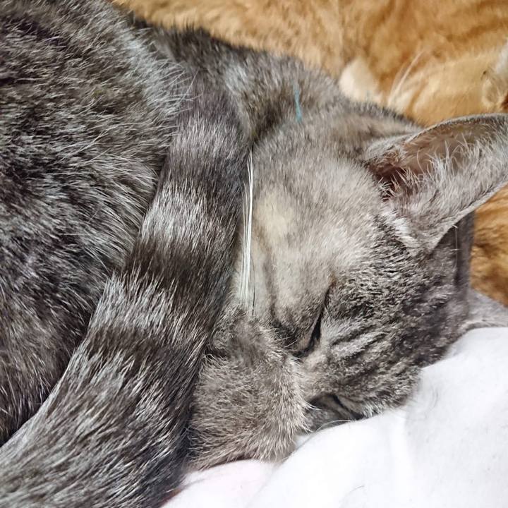 48c62c54 ae7d 47b4 8bb5 047bfb857ba0 1606563571543