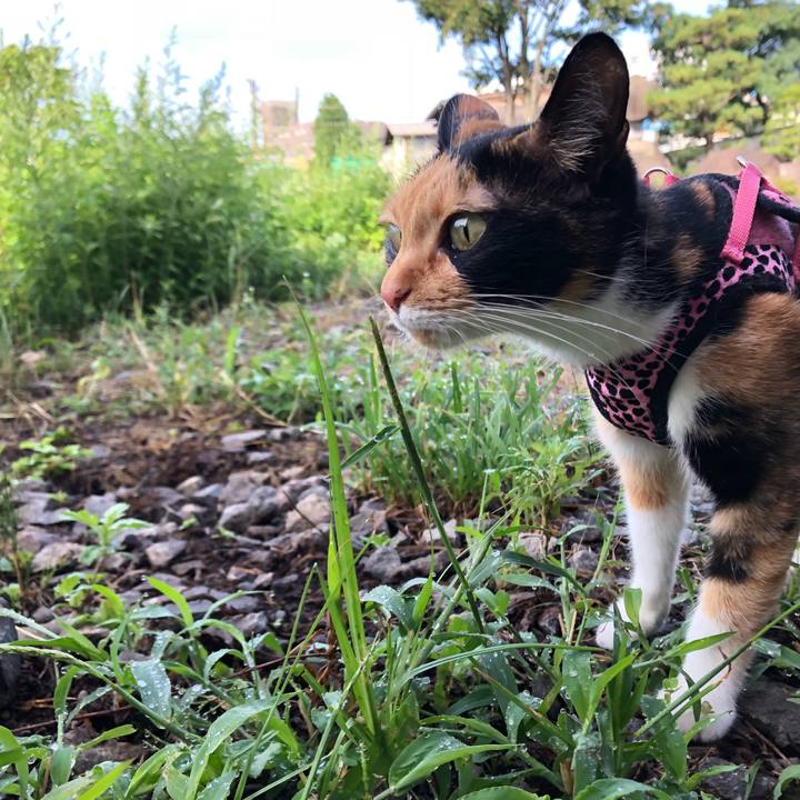 48c6a0e2 43dd 4b7e 94bd f35daab6daa9 1534286843060