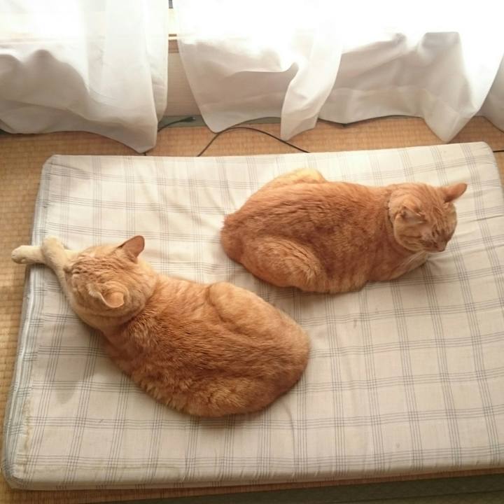 48c74bfc 8b40 43ed 804c c6068dc5bd42 1537235480793