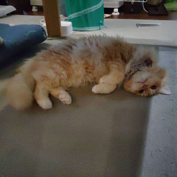 48c85a1f a69c 4fcc 9ca2 2dfed86d44de 1718689546290