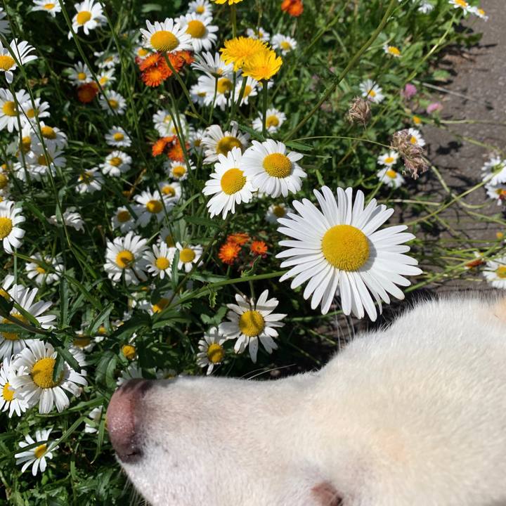 48c925b0 e226 4633 90c2 b3fca26cf637 1561499519622