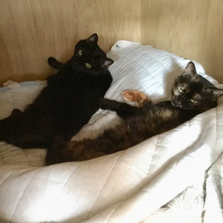 48cac352 d64d 4b17 be2f a52277916d74 1557984107049