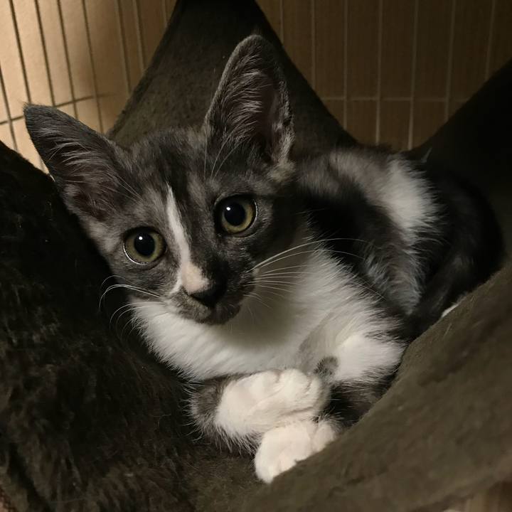 48cac424 ed8b 485f 9a95 f315d78500fe 1529590563092