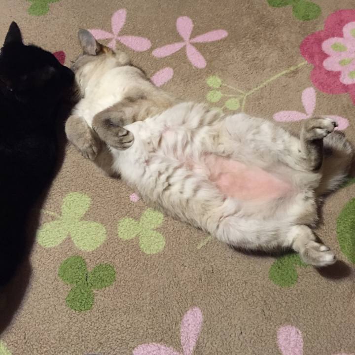 48cb6d1c 1589 4cd4 aa6f 70f0c84e6d24 1525868742638