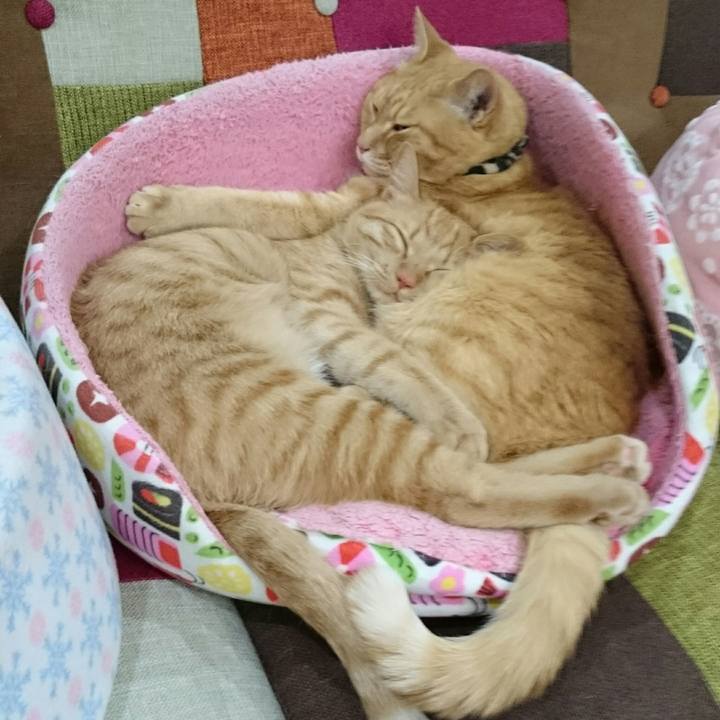 48ccd48e f698 45b6 9f2b e0c90cdb2136 1554641396198