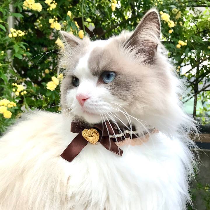 48ceb128 2c32 4cf3 a9de b5108140a01e 1597129547376