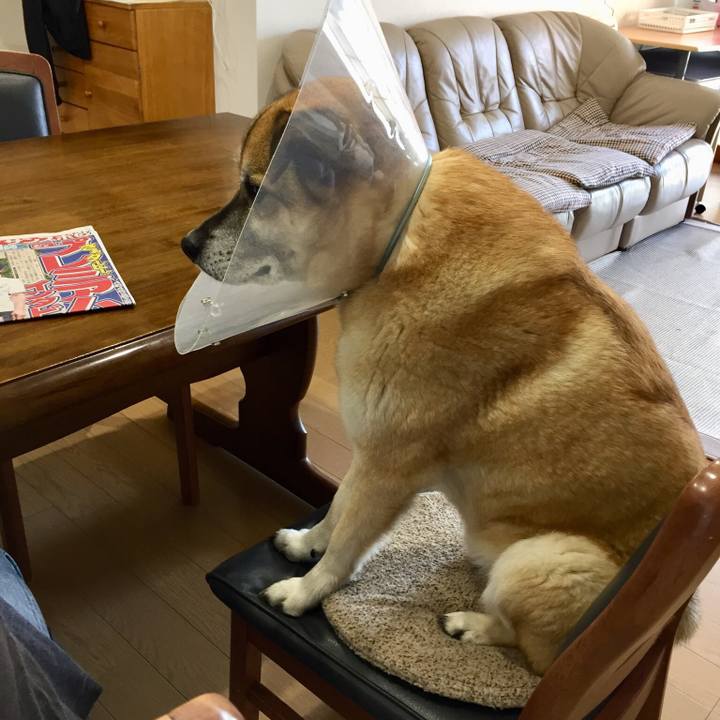 48d3a7ea 7b55 4e74 97e0 6e9bee9f2b31 1526862122316