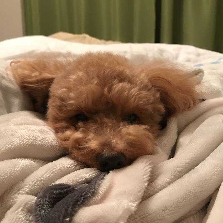 48d4f89f ee4b 4122 8b72 a7618706225e 1513870179677