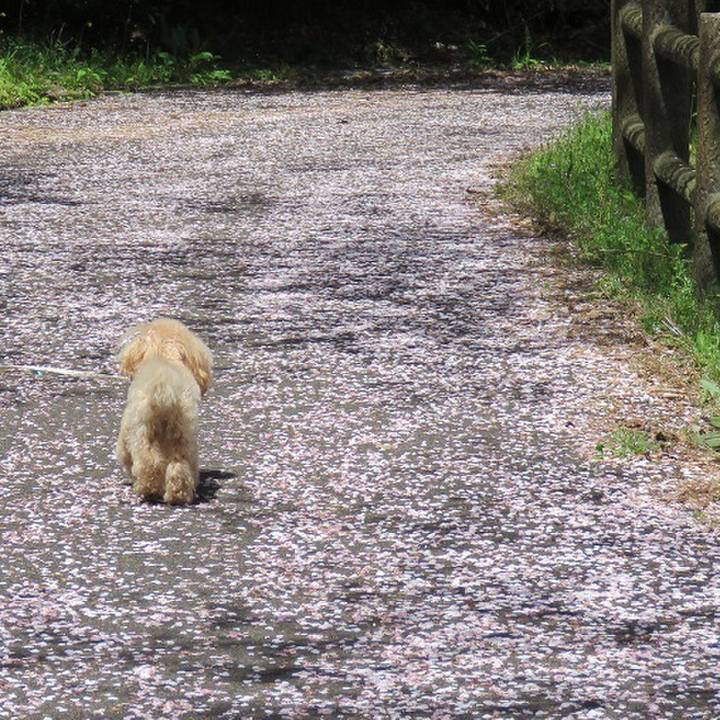 48d50e8a d00c 491f a4b4 f427887031a3 1554543907712