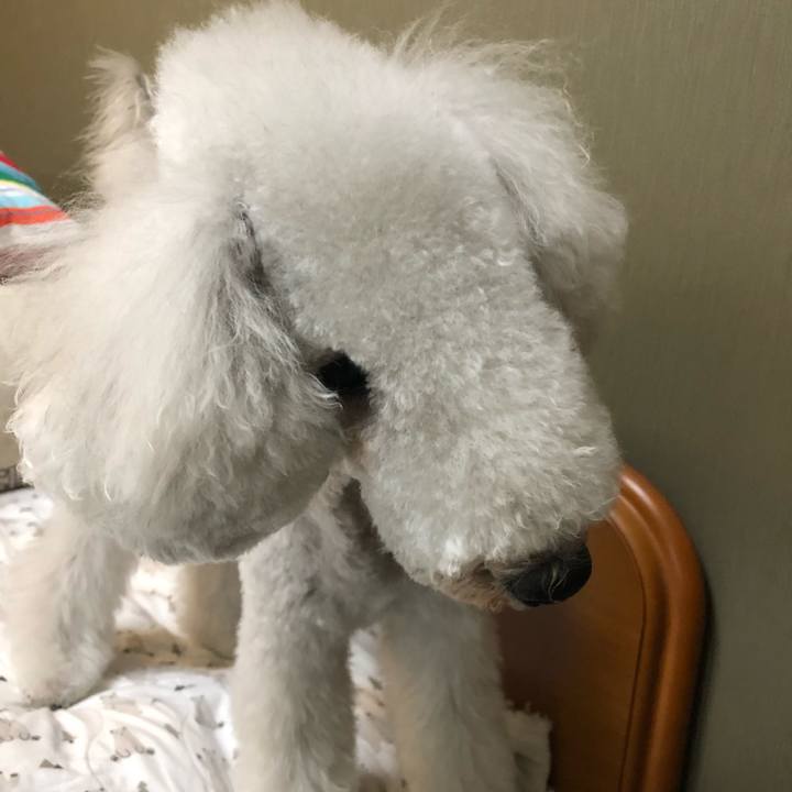 48d7dbd8 cf44 4762 8977 af4d6794b095 1635055191394