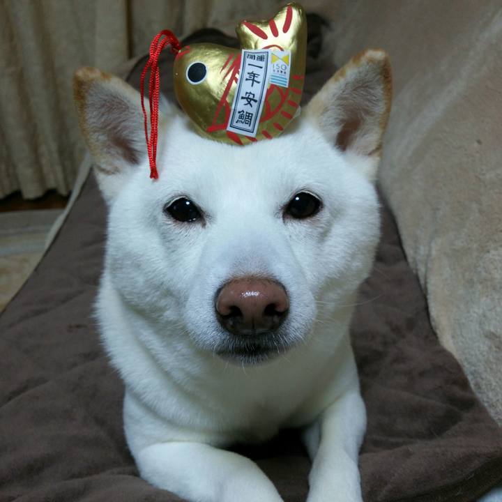 48d8518b 751a 4d44 9d76 5861e738bd28 1546599096748